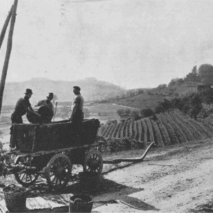 Vendemmia 1960