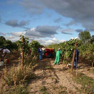 Vendemmia 2008