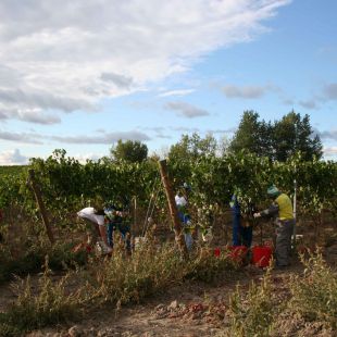 Vendemmia Santori